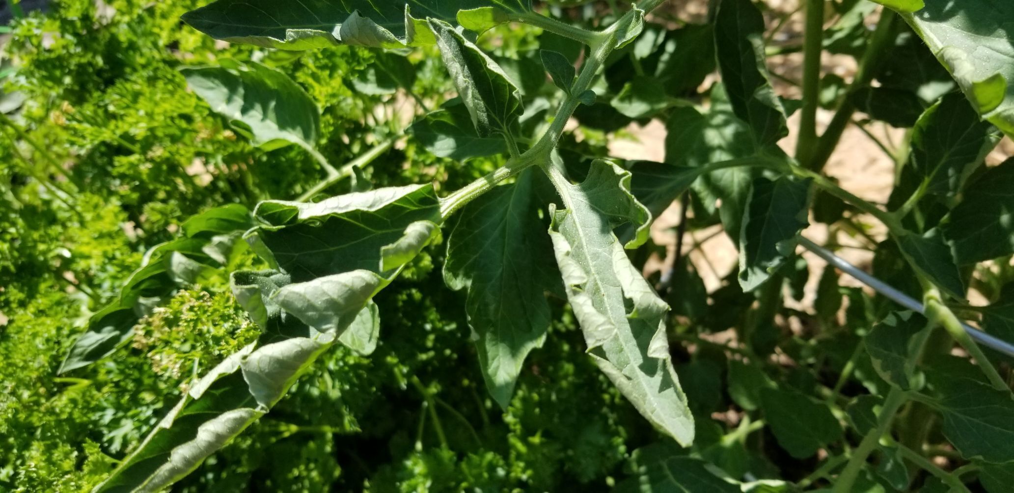 tomatojune3.jpg